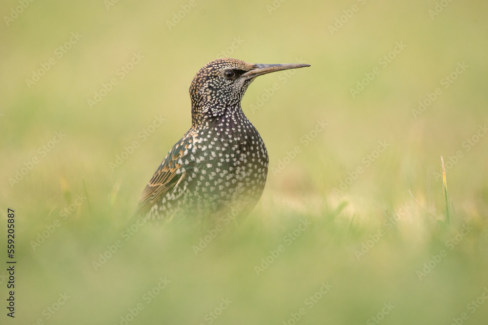 Fototapeta premium Szpak na zielonej łące w zimowej szacie.