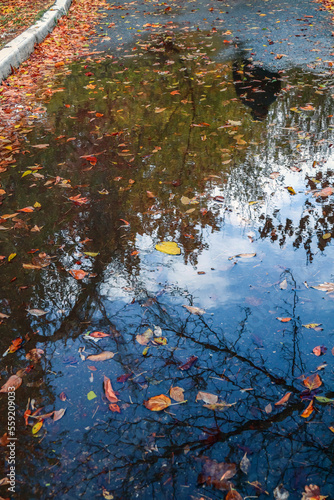 Fototapeta Naklejka Na Ścianę i Meble -  Autumn leaves in a puddle in nature