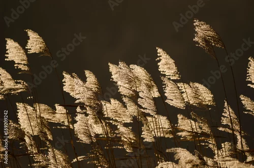 Obraz Trzciny rozwiane na wietrze