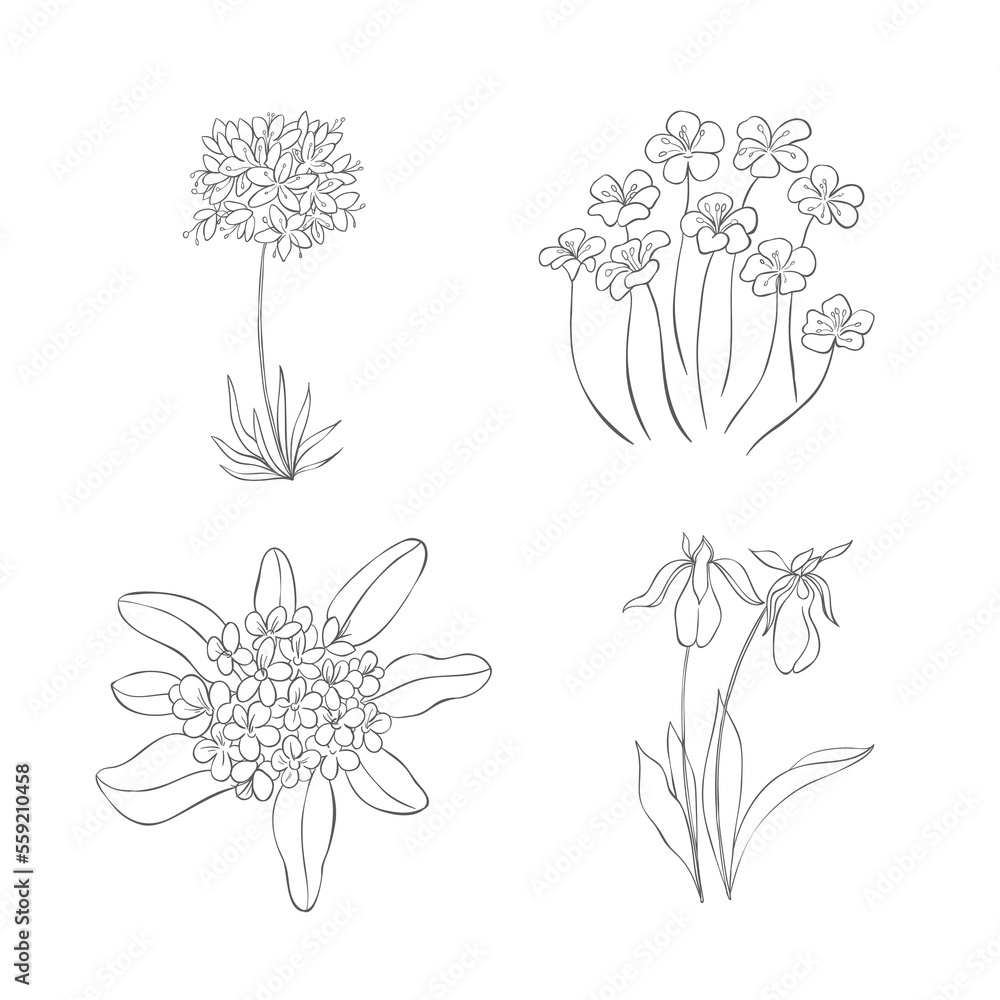 Hand Drawn Wildflowers Set. Line art Vector Illustration.