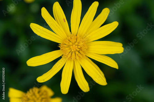 yellow flower close up