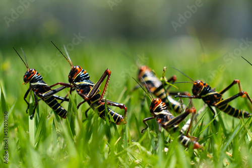 grasshopper on the grass