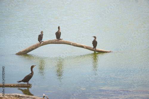 Pájaros descansando sobre una rama en el rio photo