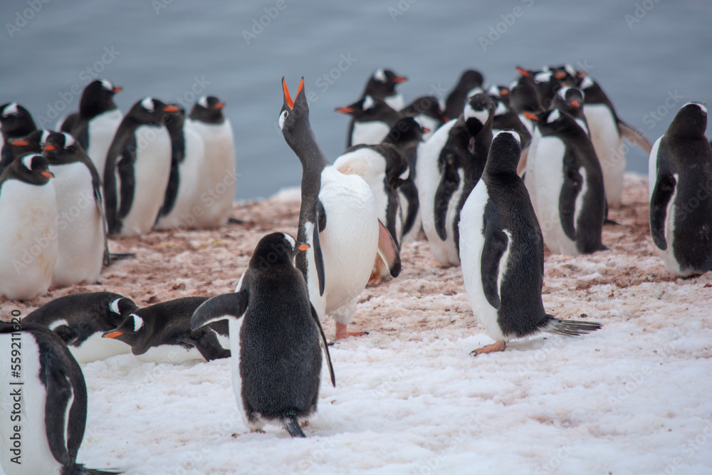 Obraz premium group of penguins