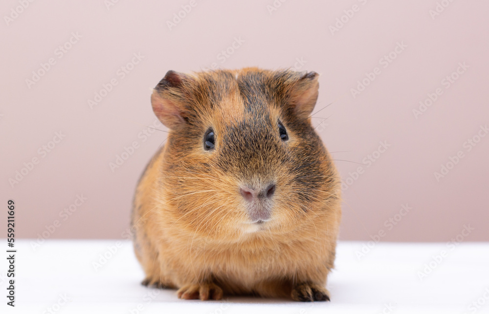 Fototapeta premium Curious guinea pig on background, guinea pig cute portrait copy space