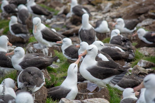 albatross © Robert