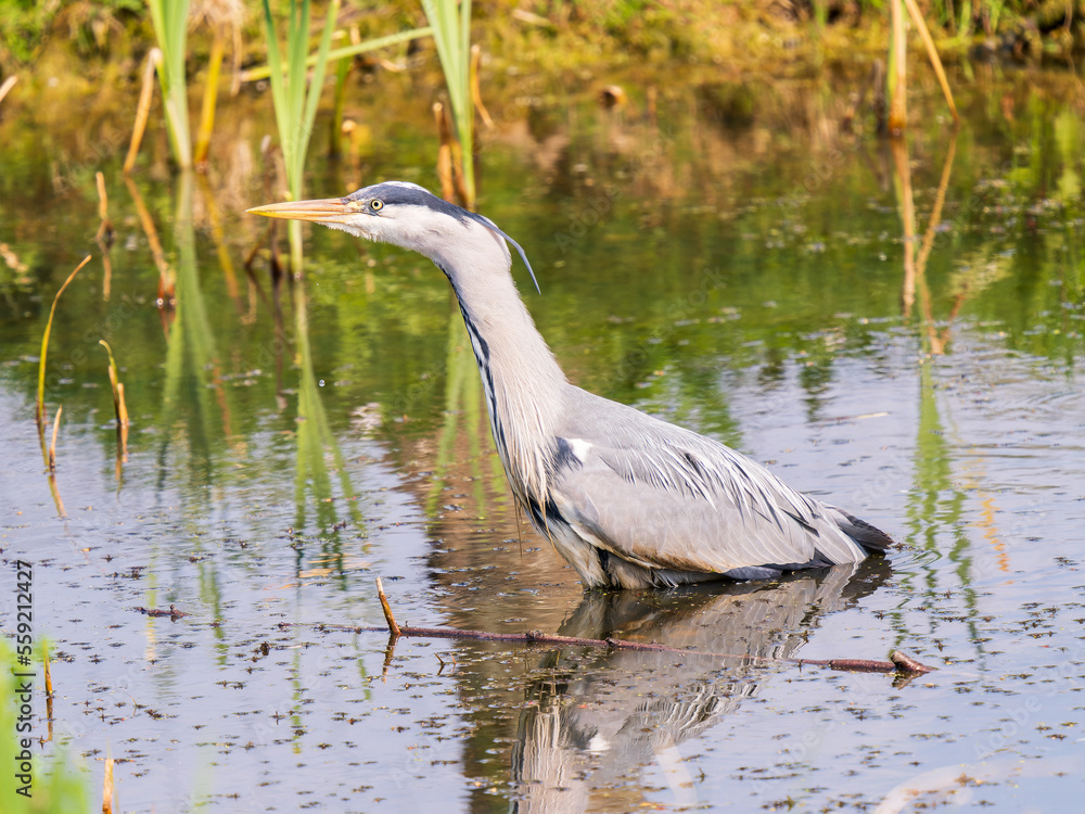 Fototapeta premium Grey Heron Fishing