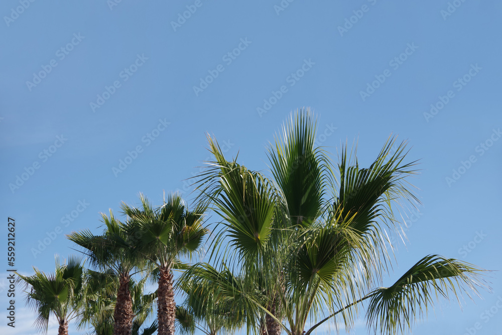 California Fan Palm Trees under Blue Sky
