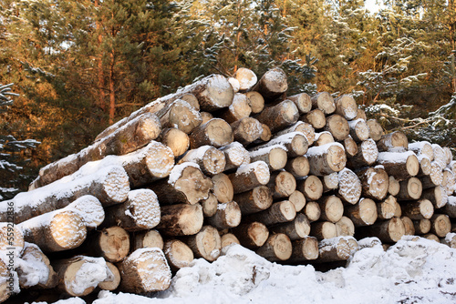 The trunks of felled trees lie with each other sprinkled with snow. Sawmill  storage of firewood  harvesting for the winter