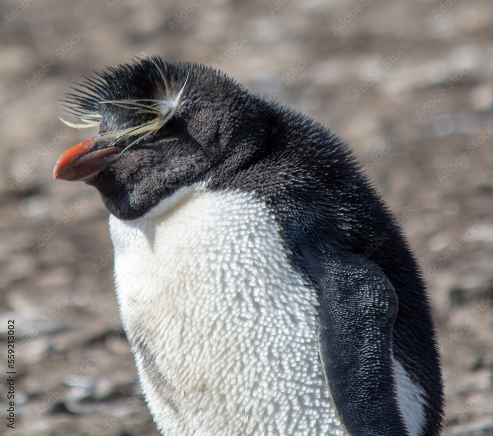 Naklejka premium penguin on the rocks