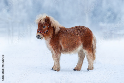 Tablou canvas Little shetland pony foal in winter