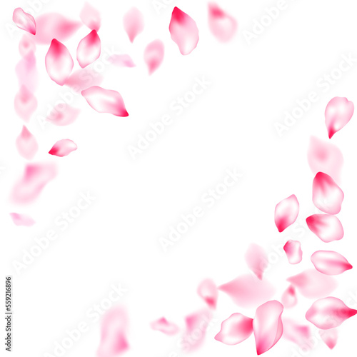 Fototapeta Naklejka Na Ścianę i Meble -  Spring blossom isolated petals flying