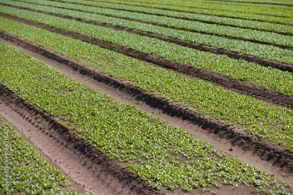 Young salad leaves grow in the field. Vegetable rows, agriculture. Landscape with agricultural lands. Young salad leaves grow in the field. Vegetable rows, agriculture. Landscape with agricultural lands.