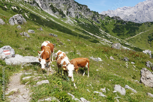 Cows in Armkarwand, Gosausee valley, Austria 
