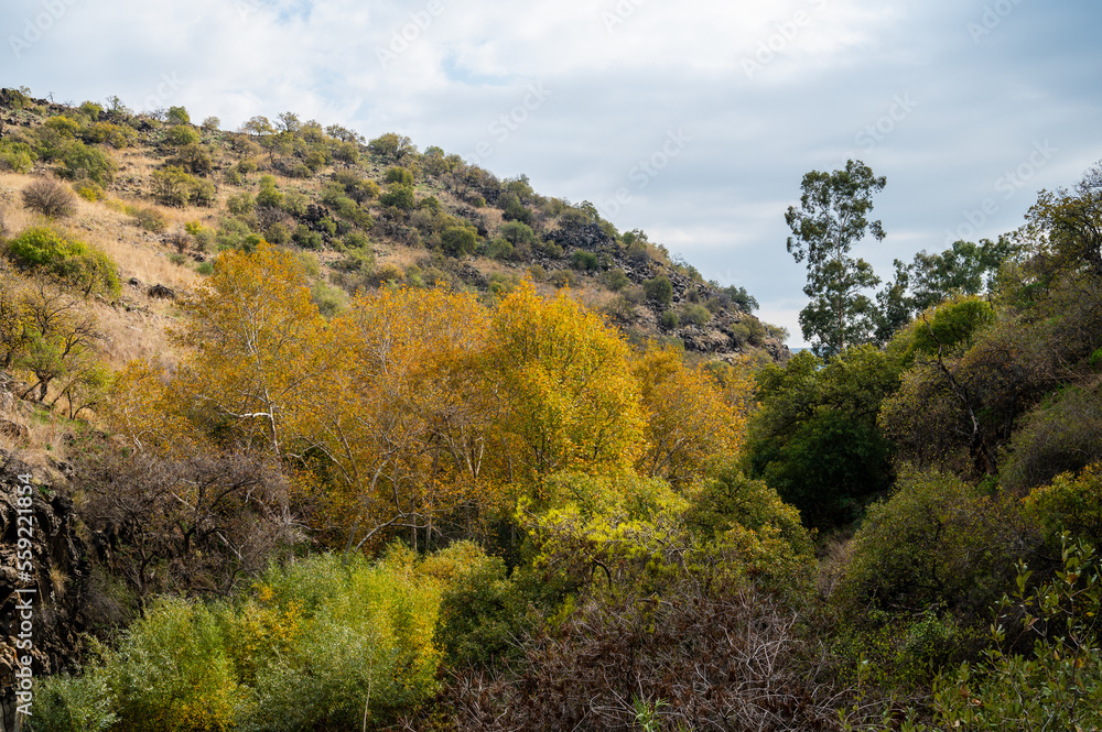 The Yehudiya Forest Reserve is a nature reserve in the central Golan Heights.