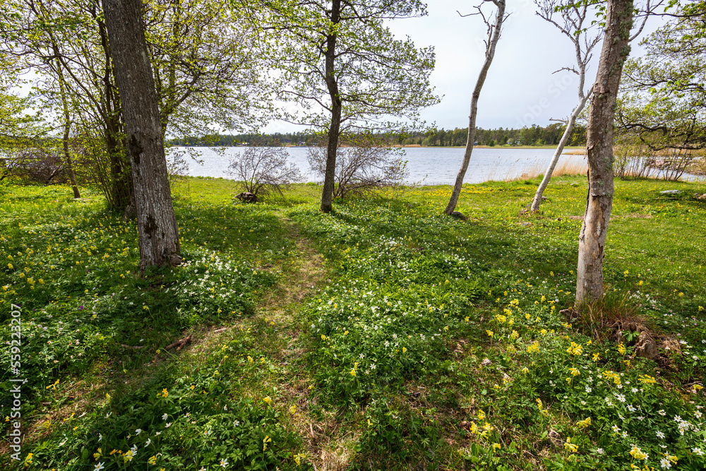 Beautiful view of flowering plants in the meadow by the sea at the Ramsholmen nature reserve in Åland Islands, Finland, on a sunny day in spring. Beautiful view of flowering plants in the meadow by the sea at the Ramsholmen nature reserve in Åland Islands, Finland, on a sunny day in spring.