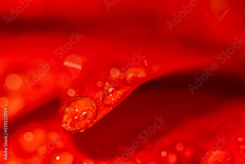 Gerbera petals covered with water droplets macro close up shot