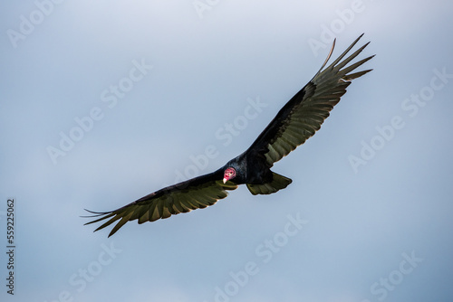 Cathartes aura or turkey vulture flying