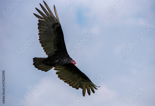 Turkey vulture or Cathartes aura flying in the sky of Guatemala