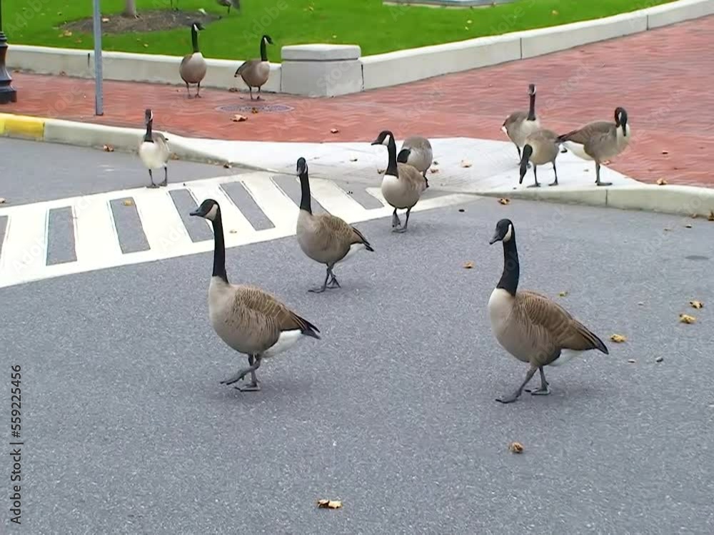 The Canadian goose (Branta canadensis), wild geese walk along the city