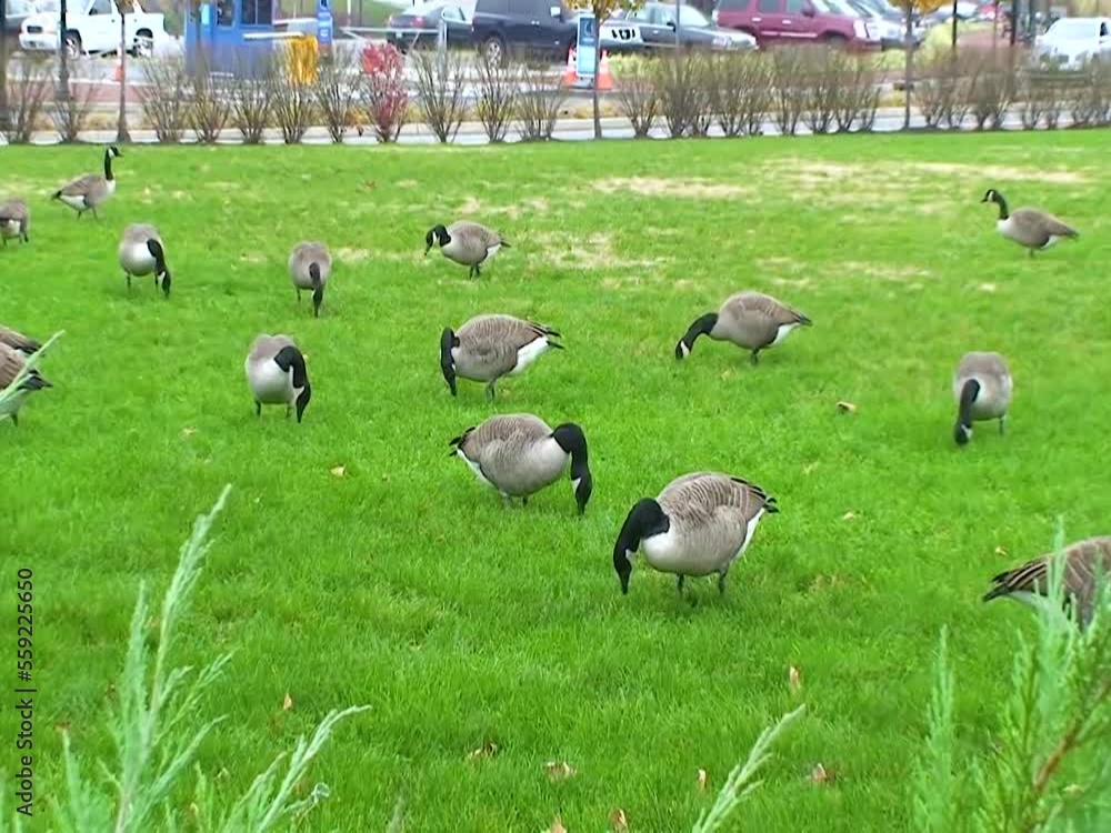 The Canadian goose (Branta canadensis), wild geese graze on the lawn with green grass The Canadian goose (Branta canadensis), wild geese graze on the lawn with green grass