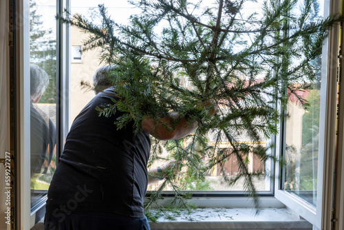 Christmas is over. A man throws the old used Christmas tree out of the window. photo