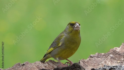 European greenfinch eats seeds.