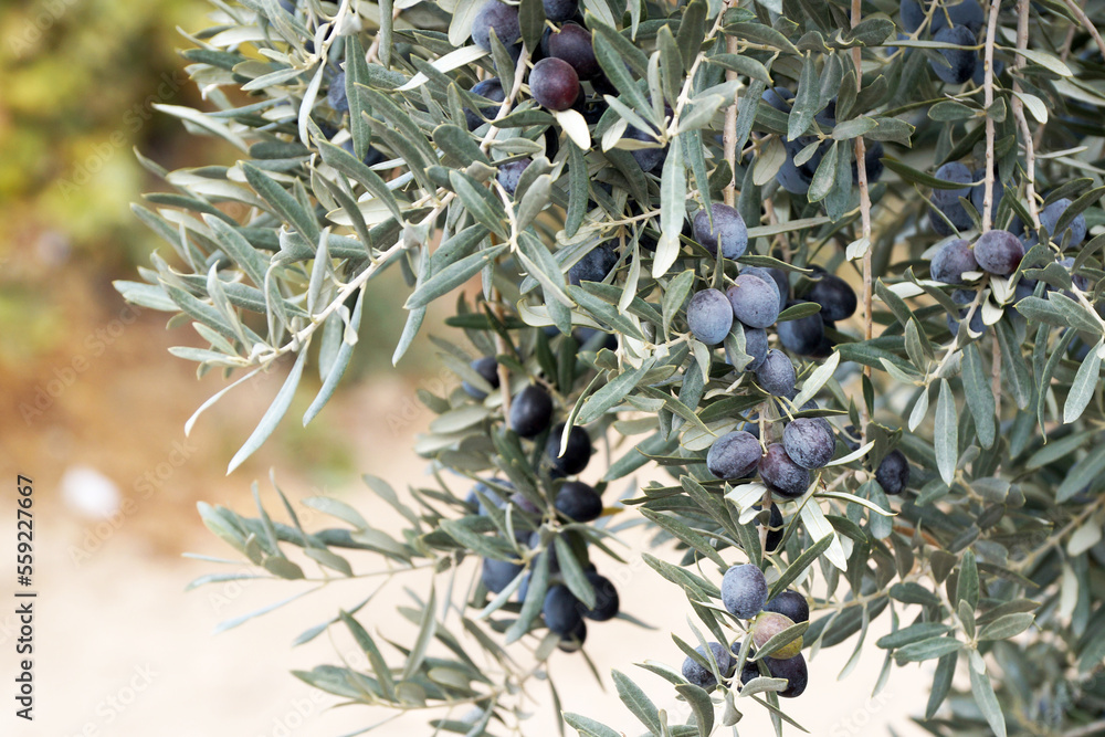 branches of olive trees with ripe black olives Stock Photo | Adobe Stock