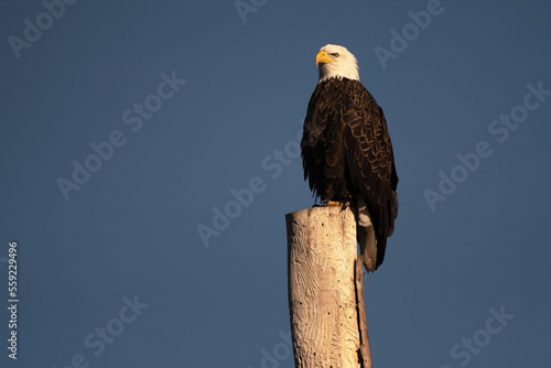 Bald Eagle Adult Perched on a Tall Tree Looking Left