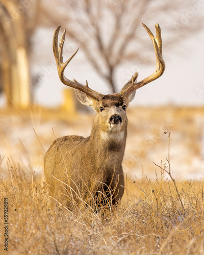 Trophy mule deer buck looking at camera