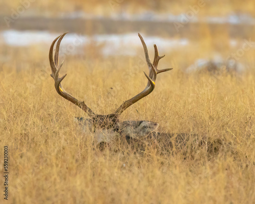 Trophy mule deer bedded down in grass