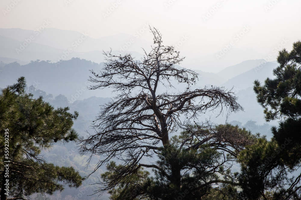 Big died tree with the background of mountains in haze