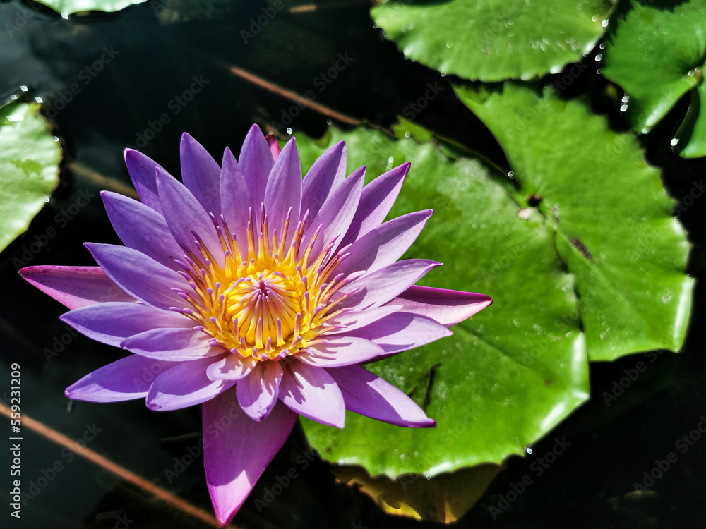 pink water lily