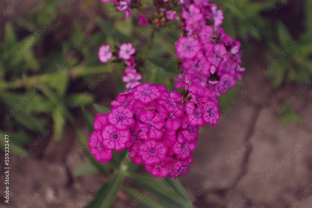 Fototapeta premium purple flowers
