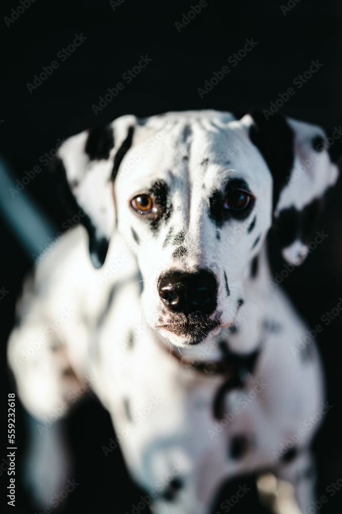 Portrait (Nahaufnahme) eines Hundes (Dalmatiner)