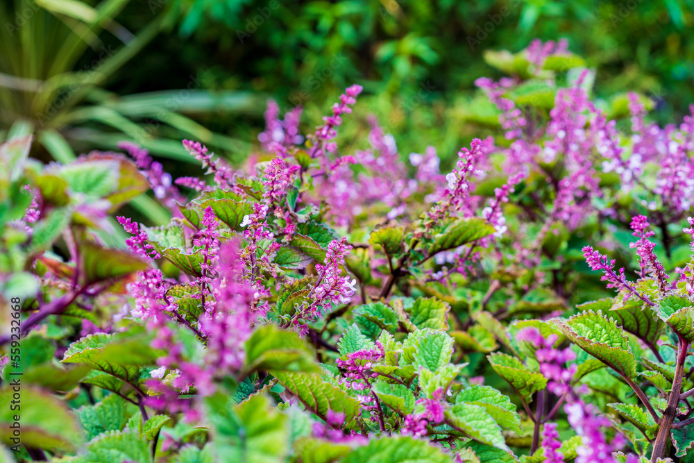 Obraz premium flowers in the garden