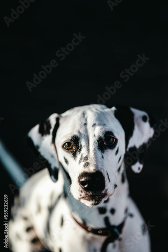 Portrait (Nahaufnahme) eines Hundes (Dalmatiner) © CMP