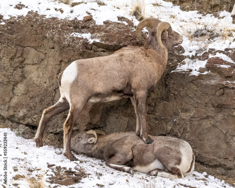 Bighorn sheep ram standing on female ewe Bighorn sheep ram standing on female ewe