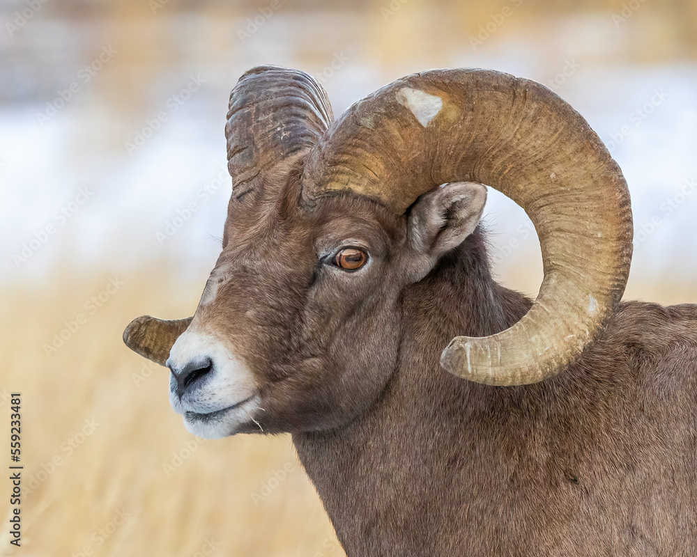 Bighorn sheep ram portrait