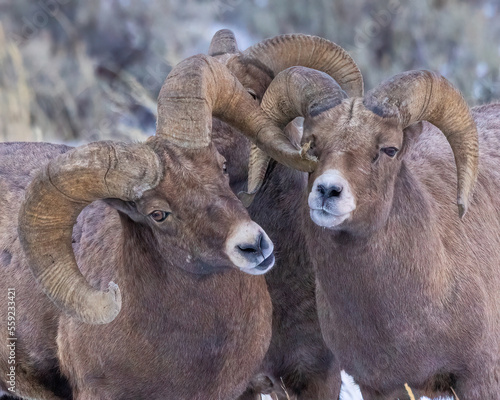 Εκτύπωση καμβά Two bighorn sheep rams posing together