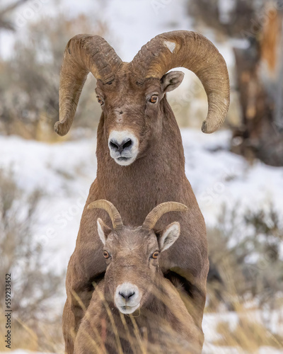 Bighorn ram breeding female ewe