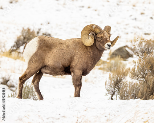 Bighorn sheep in snow