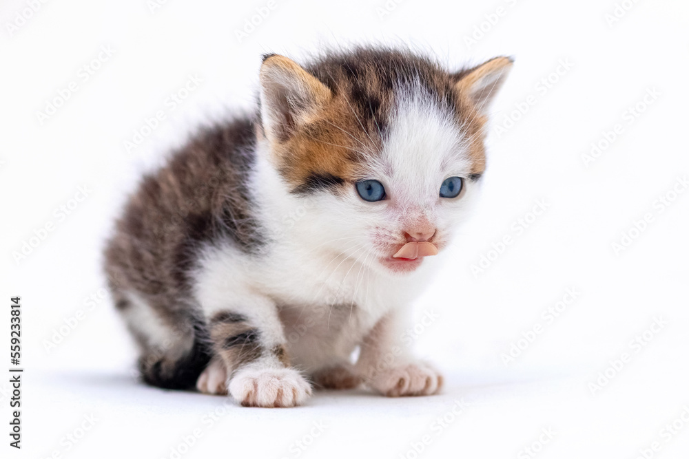Cute fluffy kitten on white isolated background. Magic cat Cute fluffy kitten on white isolated background. Magic cat