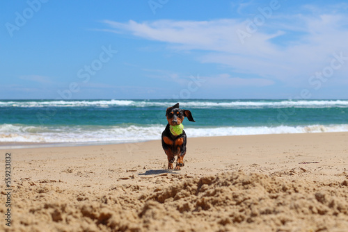 Dachshund pup playing and having fun on the beach