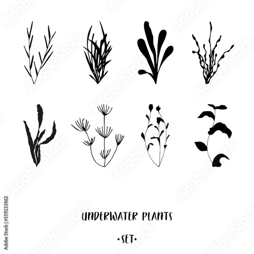 Underwater plants in black on white background. Hand drawn submerged sea and ocean weeds set for advertising and promotion such as logo, T-shirt and cap placement prints, stickers, banners, flyers photo