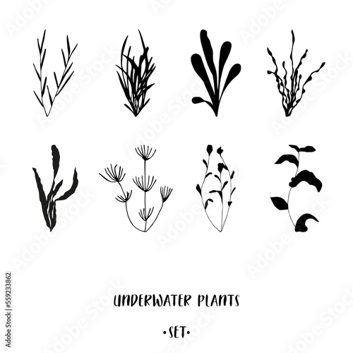 Underwater plants in black on white background. Hand drawn submerged sea and ocean weeds set for advertising and promotion such as logo, T-shirt and cap placement prints, stickers, banners, flyers