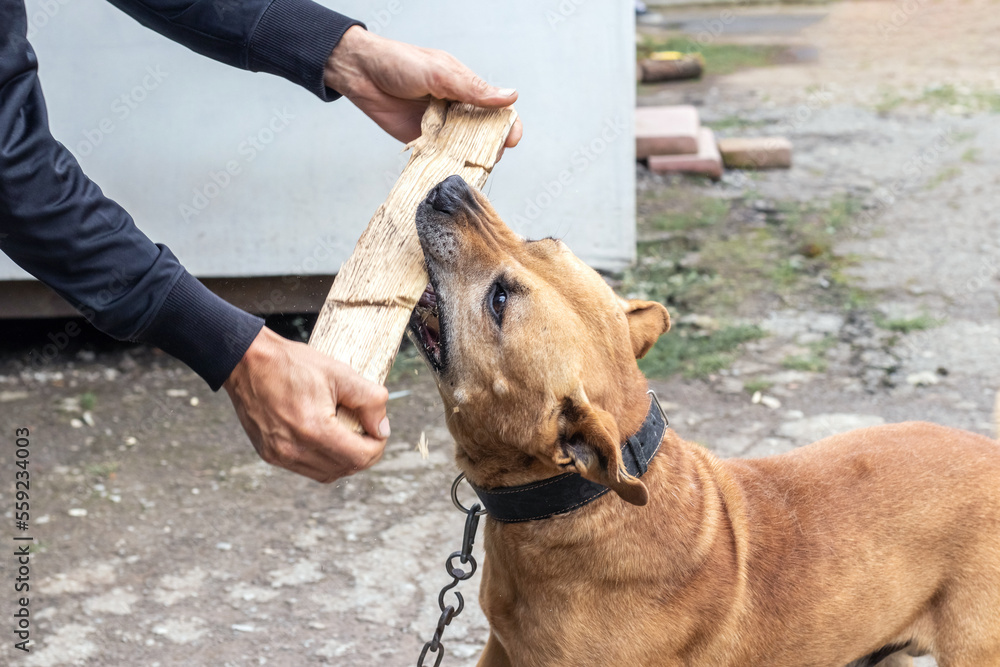 Obraz premium The dog of the breed pit bull terrier bites the stick during training