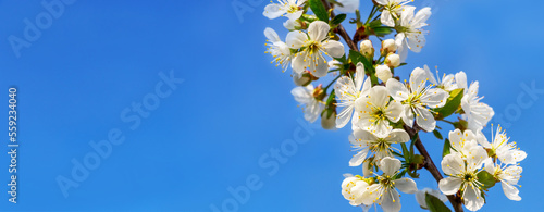 Cherry branch with white flowers on blue sky background, copy space