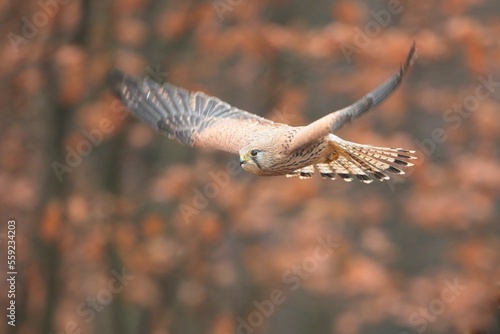 Falco tinnunculus, , common kestrel, Poštolka obecná in the flight © Miroslav