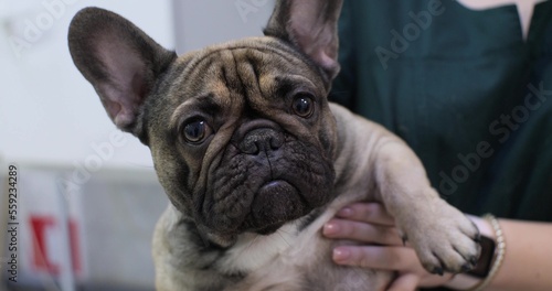 Looks into the camera. A professional veterinarian in uniform holds a French bulldog dog in his arms. At the reception in the veterinary clinic brought a French bulldog dog.